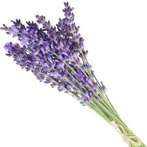 Support Lavender & Peppermint Bath & Shower Oil - Lavender