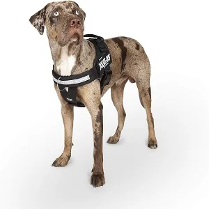 Julius-K9 IDC Powerharness Dog Harness with Front Control Y-Belt Size: M/0 Black - product information 2