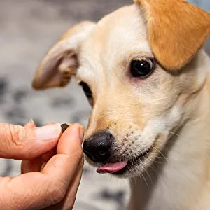 Pet MD Wrap A Pill Bacon Flavour Pill Paste for Dogs - Create a Pocket to Hide Pills and Medication - 59 Servings - Mess-Free Pill Paste Won