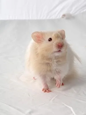 Supreme Science Selective Hamster Food 350g - Hamster