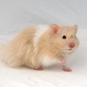 Supreme Science Selective Hamster Food 350g - Hamster