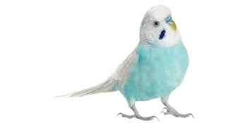 Tweeters Treats Seed Sticks for Birds - Fruity - Tweeter