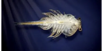 Aqua dragons Underwater World Aquarium Single - Artemia