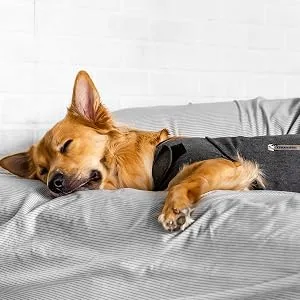 Thundershirt Apparel Thundershirt Grey XS UK - Tips&Tricks