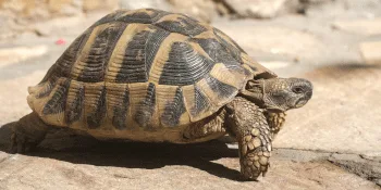 Komodo Tortoise Edible Bedding 10L by Komodo Single - Komodo