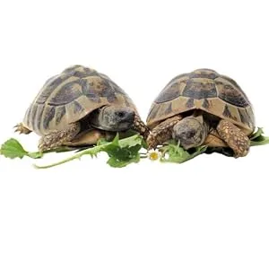 Komodo Tortoise Leaf Mix 100g - esiotrot