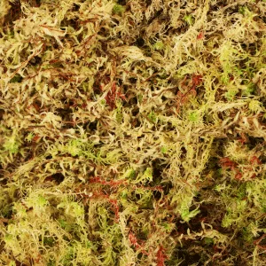 Komodo Habitat Moss Compact Brick May Vary - Komodo