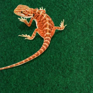 Komodo Reptile Carpet 120 x 60 cm Reptile Substrate Great for all Terrariums and Vivariums 120x60cm - Komodo