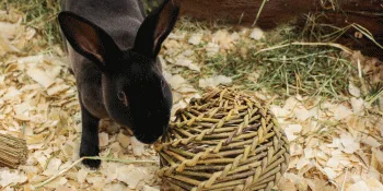 Nature First Large Willow Ball for Small Animals - Nature First