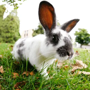 Nature First Large Willow Ball for Small Animals - nature first