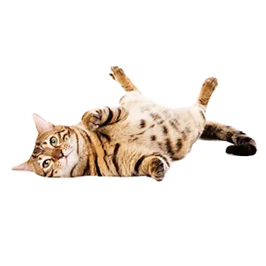 FELIWAY Cystease for stress-related bladder problems in cats - 300 Capsules Single - product information 3