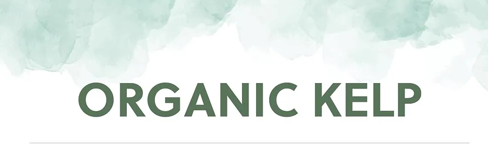 Organic Kelp Supplement | 500mg Kelp per Capsule | Source of Iodine 435mcg | 120 Vegan Capsules | G&G Vitamins - Organic Kelp