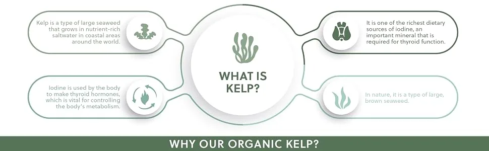 Organic Kelp Supplement | 500mg Kelp per Capsule | Source of Iodine 435mcg | 120 Vegan Capsules | G&G Vitamins - Organic Kelp