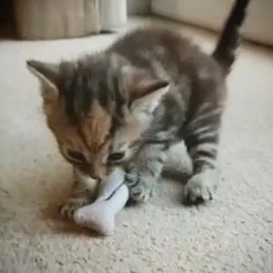 Happy Meow Sardine Catnip Toy - product information 4