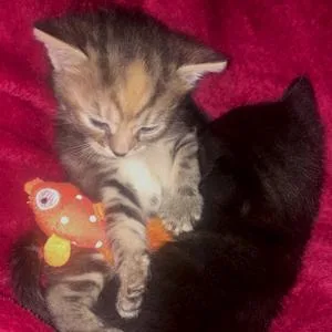Happy Meow Sardine Catnip Toy - product information 5