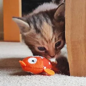 Happy Meow Sardine Catnip Toy - product information 6