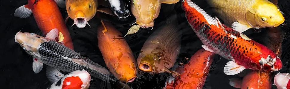 SUPA Mixed Koi and Pond Sticks 6L Sachet | Premium Quality Fish Food Offering A Nutritionally Balanced Diet - General Koi Image