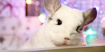 Supreme Science Selective Chinchilla Food 1.5kg - Chinchilla