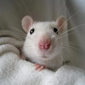 Supreme Science Selective Rat and Mouse 1.5kg - product information 5