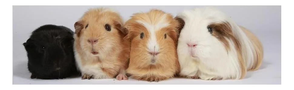 Supreme Science Selective Guinea Pig Food 3kg - product information 2