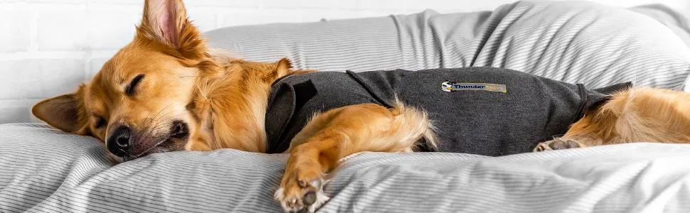 Thundershirt dogs Thundershirt Dog Anxiety Jacket Platinum XXS UK Platinum XXS - A peaceful nap with a ThunderShirt