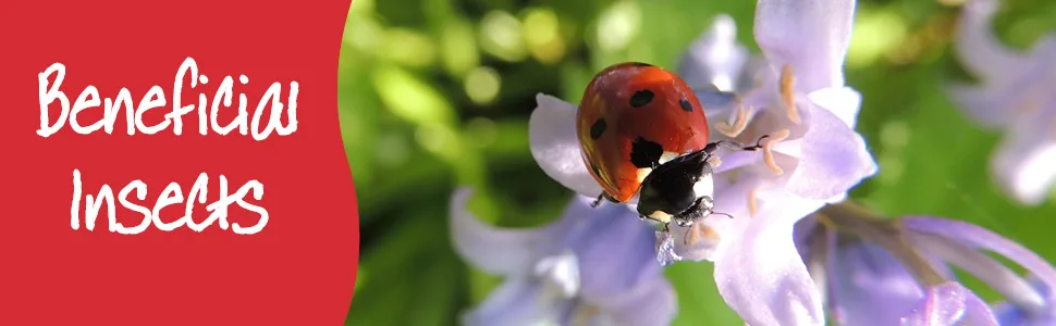 Wildlife World LBT Ladybird Tower - footer