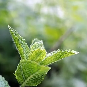 Nature's Answer Essential Oil Toothpaste Peppermint 8 oz - Peppermint