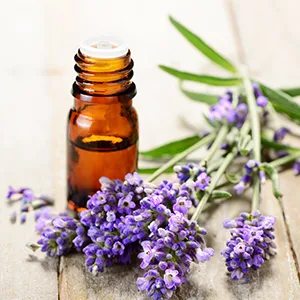 OUT! No Chew Deterrent 500 ml - lavender
