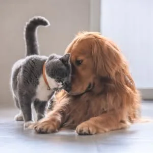 Colloidal Silver For Pets - Soothing Antifungal - Antibacterial Gel for a wide range of skin conditions - cat and dog