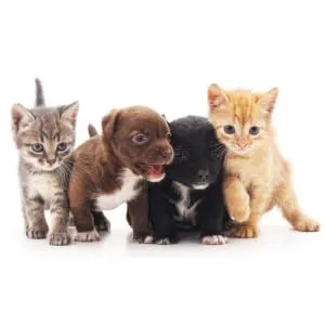 Colloidal Silver For Pets - Soothing Antifungal - Antibacterial Gel for a wide range of skin conditions - dogs and cats