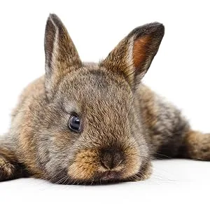 Pettex Barley Straw 800 g - Rabbit 1