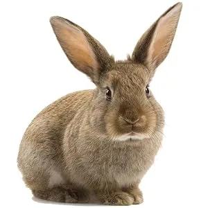 Pettex Meadow Hay 800 g - Rabbit 3