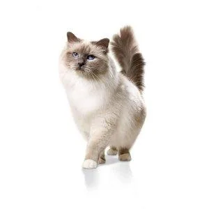 PRO PLAN Adult 1+ DELICATE DIGESTION Rich in Turkey Dry Cat Food 3kg - product information 1