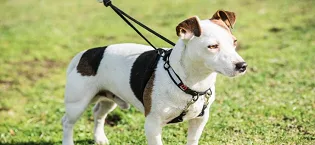 Mikki Mikki 2-in-1 High Pitched Whistle Clicker dog clicker training aid for recall and command behaviour with neck strap and belt hook 31 g - mikki dog training equipment
