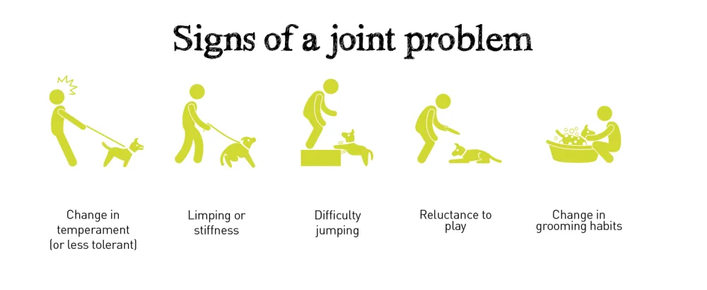 Seraquin Veterinary Joint Supplement with Turmeric for Dogs - 60 x 2 g Chewable Tablets - Signs of a dog joint problem