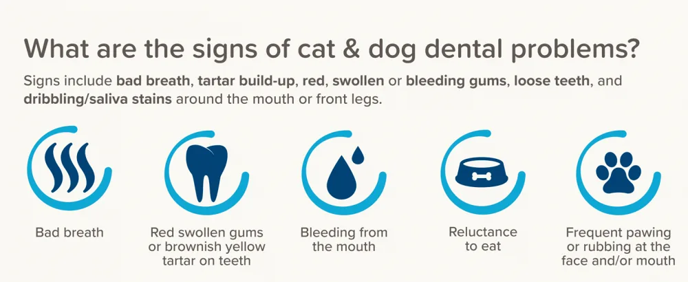 Beaphar | Toothbrush & Toothpaste Dental Care Kit for Puppies | Includes a Small-Headed Toothbrush and Liver-Flavoured Enzymatic Toothpaste 50g Tube - Beaphar Dental Range, dog toothbrush, dog toothbrush and toothpaste, anti-plaque, anti-tartar