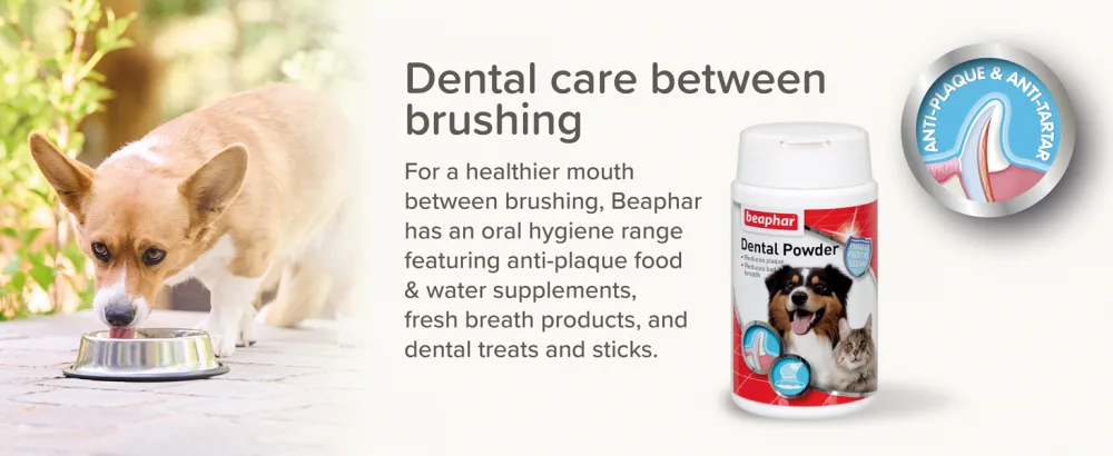 Beaphar | Plaque Away Drinking Water Additive | Dental Care for Dogs & Cats | Fights Bad Breath | Helps Reduce Plaque Build-up | 250ml - Beaphar Dental Range, dog toothbrush, dog toothbrush and toothpaste, anti-plaque, anti-tartar