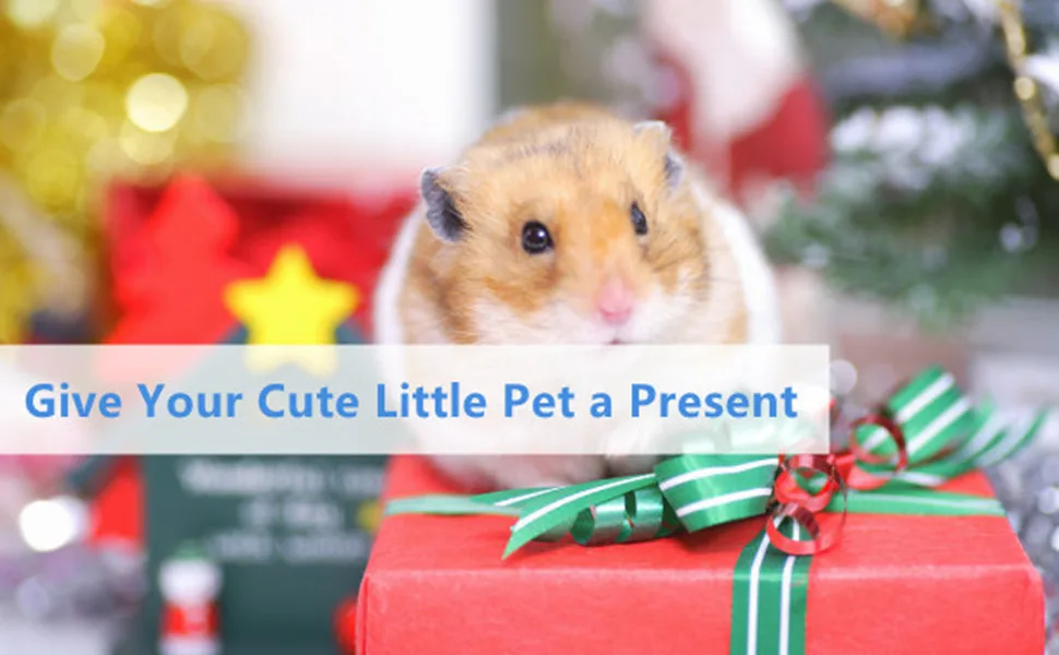 21cm/8.3In Silent Hamster Exercise Wheel Pets Running Sports Jogging Wheel Silent Large Spinner Exercise Running Wheel for Hamsters Gerbils Mice or Other Small Animals - product information 9