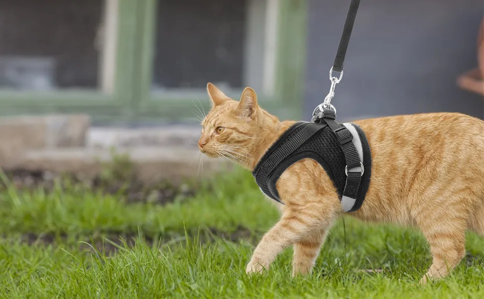 BINGPET Escape Proof Cat Harness and Leash Set - Adjustable Vest Harnesses for Small Medium Cats Soft Reflective Mesh Vest Harness and Lead Set - Best for Kitten Walking Medium Black - product information 5