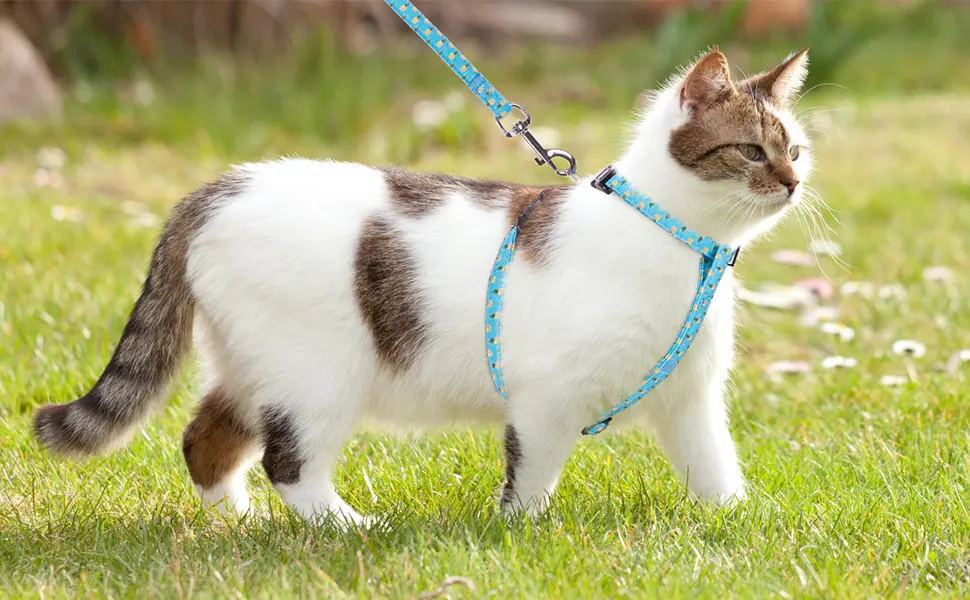 BINGPET Cat Harness and Lead Set Escape Proof - Adjustable Soft Vest Harnesses for walking with Pineapple Pattern Pet Chest Strap for Small Medium Large Kitten - product information 4