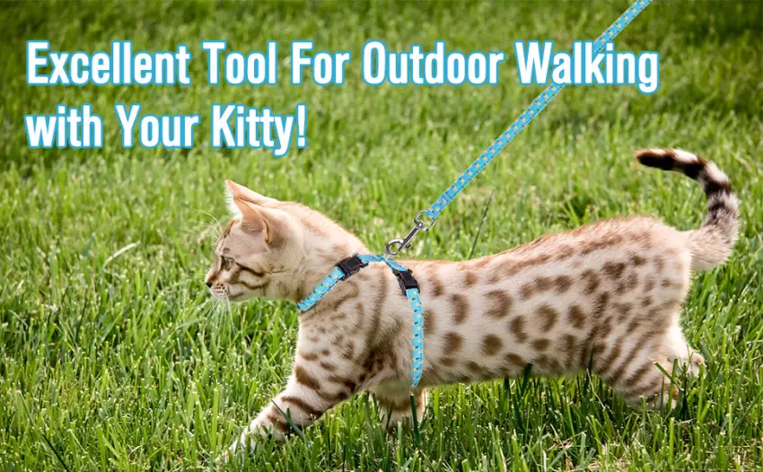 BINGPET Cat Harness and Lead Set Escape Proof - Adjustable Soft Vest Harnesses for walking with Pineapple Pattern Pet Chest Strap for Small Medium Large Kitten - product information 5