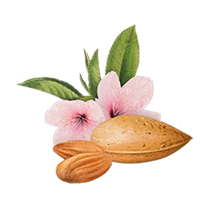 Biotique Almond Oil Soothing Face and Eye Makeup Cleanser for Normal To Dry Skin - DCEdcfedfc