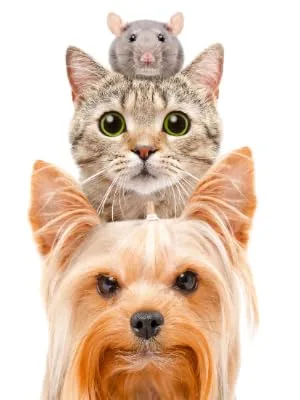 Electronic Kitchen Scale 10kg/1g Digital Small Pet Weight Scale Household Measure Tool for Cats Dogs Parrots - small pet