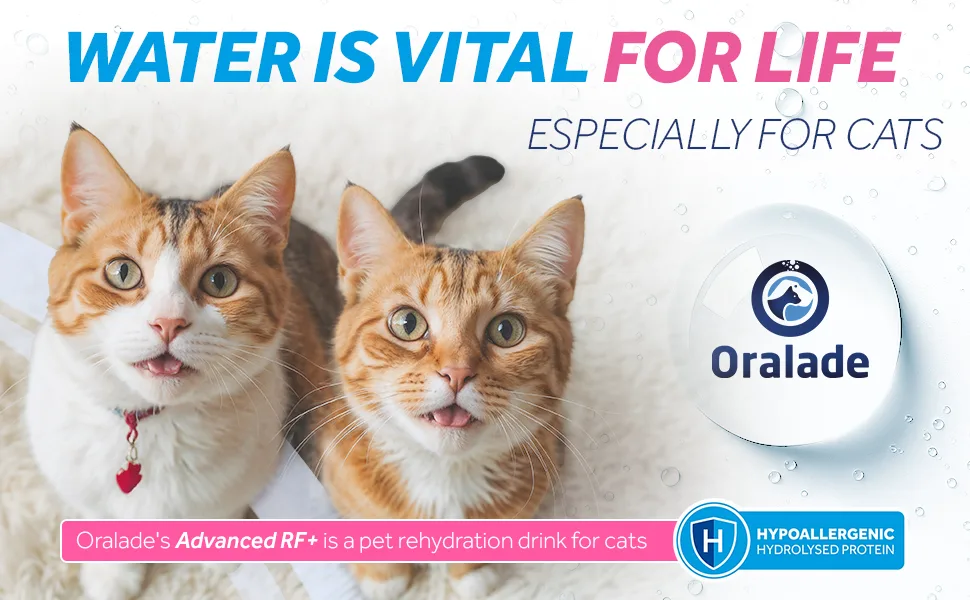 Oralade - Advanced RF+ Oral Rehydration Support for Cats - Fast Acting Isotonic Formula - Kidney and Urinary Support - Natural Chicken Flavour - Highly Palatable - For all Ages - 330ml - oralade RF cat hydration feline kidney support pet health healthy pets nutrition food toppers