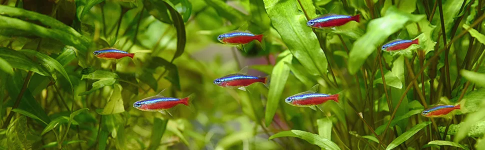 AquaCare Crystal Clear Tank and Aquarium Cloudy Water Treatment 120ml - Image 1
