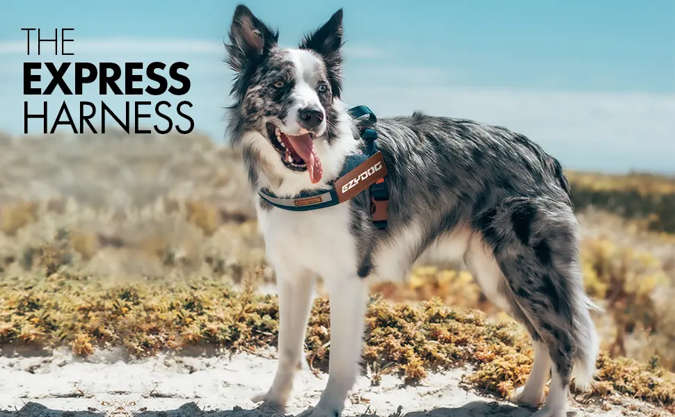 EZYDOG Express Dog Harness | Dog Harness for Small Medium and Large Dogs Angled Ergonomic Design Moulded Grip Handle Easy Release Side Buckle (S Black) Small Black - module-1-express-harness