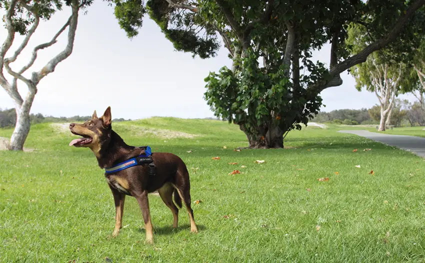 EZYDOG Express Dog Harness | Dog Harness for Small Medium and Large Dogs Angled Ergonomic Design Moulded Grip Handle Easy Release Side Buckle (S Black) Small Black - module-3-express-harness