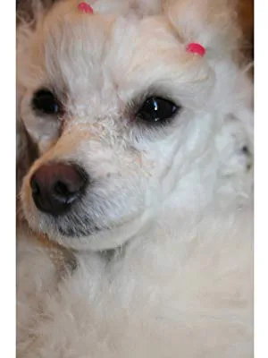 Artero Pretty Eyes. Tear Stain Remover. Professional grooming eye cleaner & stain reducer. - after