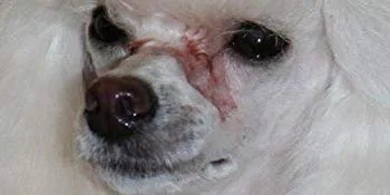 Artero Pretty Eyes. Tear Stain Remover. Professional grooming eye cleaner & stain reducer. - before