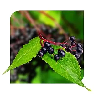 Nature's Way Sambucus FluCare Multi-Symptom Flu Relief Elderberry 30 Chewable Lozenges - elberberries